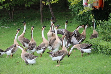 A Flock of Geese on a Lush Green Lawn: A group of domestic geese gathers on a vibrant, verdant lawn, with one goose in the foreground stretching its neck and another pecking at the grass. © Putt_Sanplee