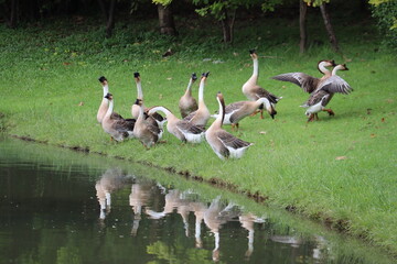 Flock of Geese by Water's Edge: A group of majestic geese congregates by the serene water's edge, their reflections shimmering on the calm surface of the lake. © Putt_Sanplee