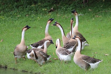 Geese Gathering by the Water: A flock of domestic geese huddle together on a grassy bank next to a body of water. © Putt_Sanplee