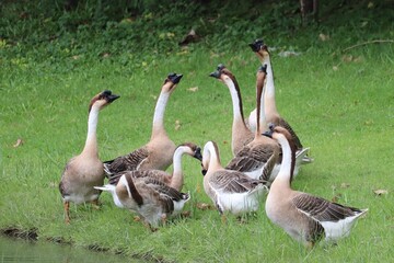 Flock of Geese Gathering by Water: A group of domestic geese, with their distinctive brown and white plumage and long necks, gather near the edge of a body of water on a grassy bank. © Putt_Sanplee