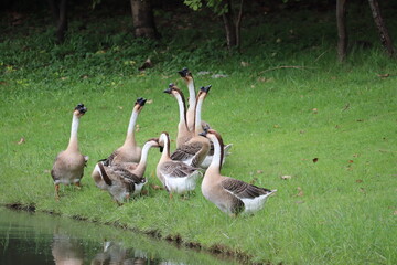 A Flock of Geese by the Water: A group of geese gather by the edge of a tranquil body of water, standing on lush green grass. © Putt_Sanplee