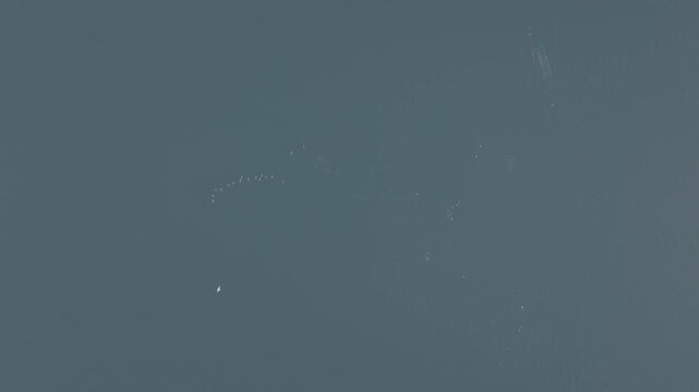 Aerial view of humpback whales surfacing in calm coastal water in the Great Bear Rainforest &mdash; pectoral fin raised above water