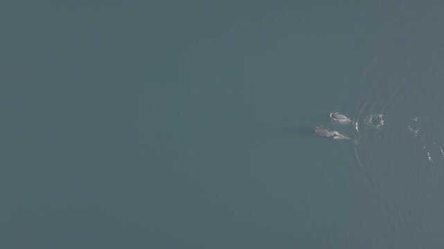 Aerial view of humpback whales surfacing in calm coastal water in the Great Bear Rainforest &mdash; whale trailing a wake