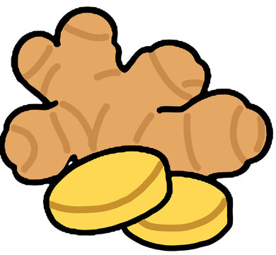 Fresh Ginger Root and Sliced Ginger Illustration