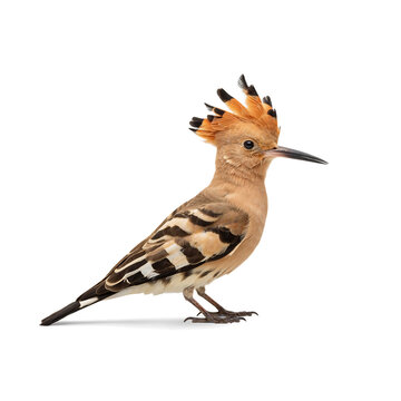 Hoopoe bird illustration with distinctive crest, exotic avian wildlife on white background, realistic hoopoe profile with striped wings