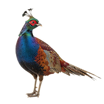 Vibrant male pheasant illustration, colorful game bird with iridescent feathers, majestic wild pheasant isolated on white background for nature design