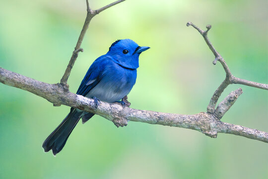 A wild male black-naped monarch (Hypothymis azurea) perched on a branch with blurred jungle background, Palawan, Philippines