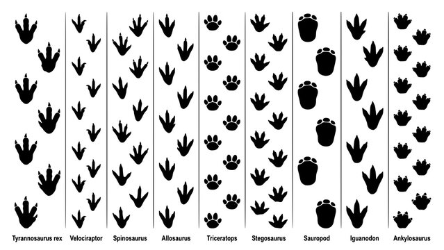 Set of various dinosaur footprints and tracks isolated on a white background