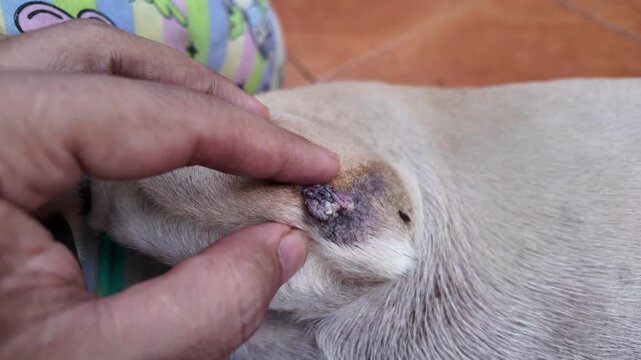 Canine Lump Examination: A hand gently probes a lump on a dog's leg covered skin, suggesting a veterinary examination for a potential health issue. 