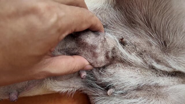 Veterinary Lump Examination
A photorealistic close-up photograph of a veterinarian wearing blue medical gloves gently examining a small lump beneath the fur on a healthy dog's skin, careful profession