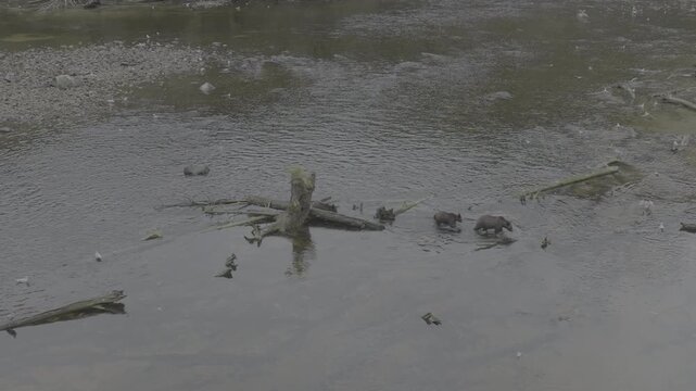 Aerial view of a tidal estuary with driftwood and exposed mudflats on the Pacific coast &mdash; slow pass over the mudflats