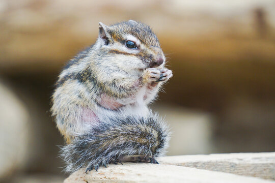 シマリス