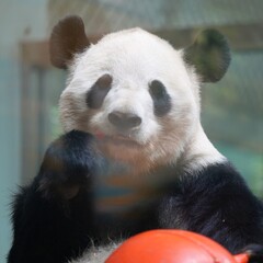 close up of panda poker face while enjoying its food in the morning, giant panda in the zoo © ElizabethGo