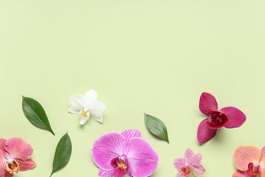 Wellness and spa background, colorful orchid flowers and green leaves on a soft light green surface with copy space for beauty and relaxation