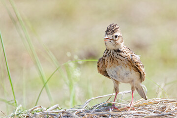 Fototapeta premium 少し冠羽を立てるヒバリ(Eurasian Skylark)