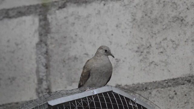 pigeon on the fence