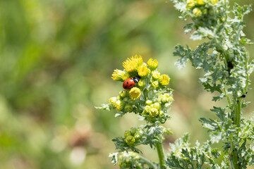 ladybird on a flower © thom