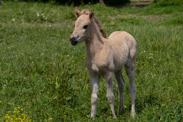 Obraz premium foal in the meadow
