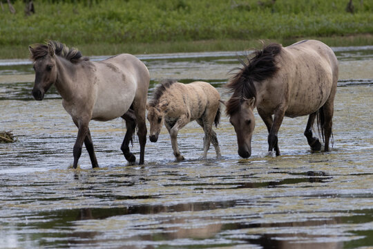 wild horses in the water