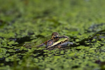 frog in the pond, hidden in plain sight