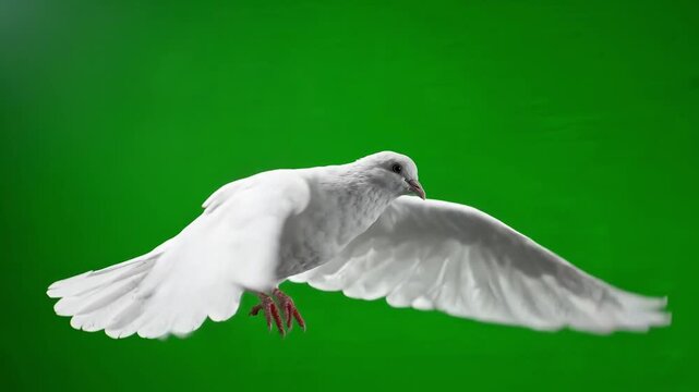 White dove flying isolated on a green screen chroma key