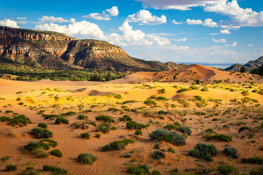 Golden sunlight illuminates undulating Coral Pink Sand Dunes in Utah