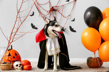 Cute husky dog in Dracula costume with Halloween decorations near grey wall © Pixel-Shot