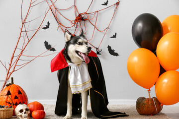 Cute husky dog in Dracula costume with Halloween decorations near grey wall © Pixel-Shot