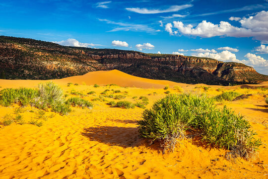 Coral Pink Sand Dunes State Park panoramic landscape in Utah