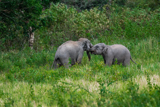 The Asian elephant (Elephas maximus) is a large mammal with a gray body and a long, protruding nose known as a trunk; the trunk of the Asian elephant features a single "finger"