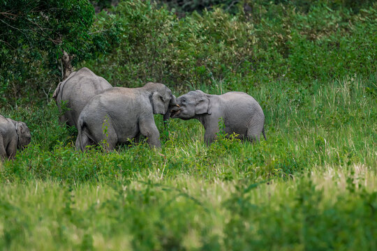 The Asian elephant (Elephas maximus) is a large mammal with a gray body and a long, protruding nose known as a trunk; the trunk of the Asian elephant features a single "finger"