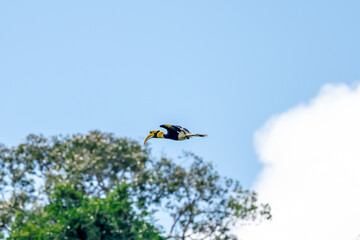 Great Hornbill (Buceros bicornis) A hornbill on a tall tree eats the young of a ripe banyan tree. © Pluto Mc