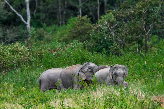 The Asian elephant (Elephas maximus) is a large mammal with a gray body and a long, protruding nose known as a trunk; the trunk of the Asian elephant features a single "finger"