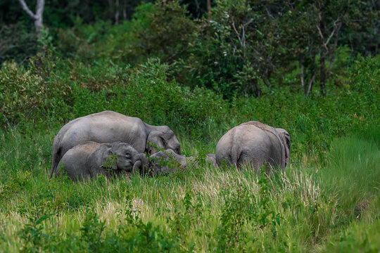The Asian elephant (Elephas maximus) is a large mammal with a gray body and a long, protruding nose known as a trunk; the trunk of the Asian elephant features a single "finger"