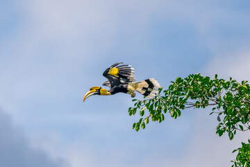 Great Hornbill (Buceros bicornis) A hornbill on a tall tree eats the young of a ripe banyan tree. © Pluto Mc