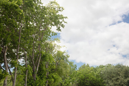Blue sky background with clouds and green brunches around. Spring, fresh air, liberty, hope, good life concept.