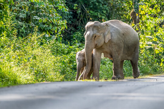 The Asian elephant (Elephas maximus) is a large mammal with a gray body and a long, protruding nose known as a trunk; the trunk of the Asian elephant features a single "finger"