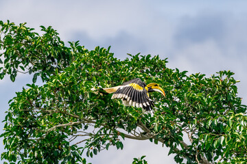 Great Hornbill (Buceros bicornis) A hornbill on a tall tree eats the young of a ripe banyan tree. © Pluto Mc