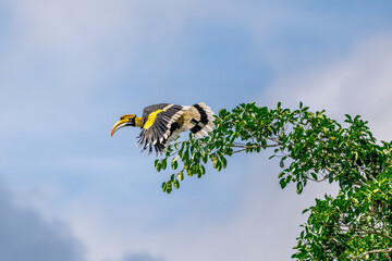 Great Hornbill (Buceros bicornis) A hornbill on a tall tree eats the young of a ripe banyan tree. © Pluto Mc