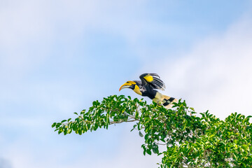 Great Hornbill (Buceros bicornis) A hornbill on a tall tree eats the young of a ripe banyan tree. © Pluto Mc