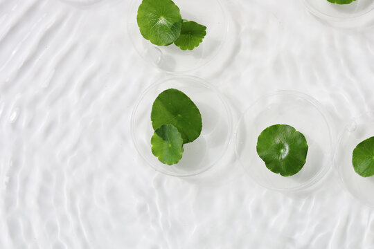 Round green Gotu Kola leaf in a petri dish floating on clear water ripples.