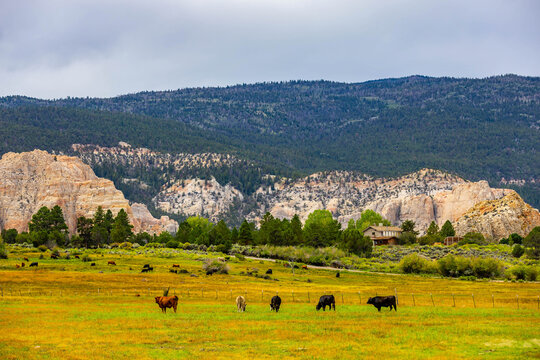 Cattle graze in green pasture along Scenic Byway 12