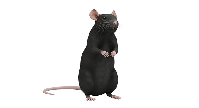 Detailed 3D model of a black rat standing upright isolated on a transparent background for scientific and educational digital illustrations