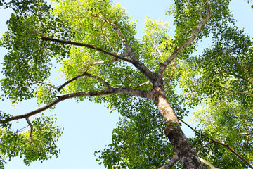 Obraz premium Bottom view looking up at a tall tree trunk extending branches with green leaves into a clear blue sky.