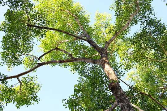 Bottom view looking up at a tall tree trunk extending branches with green leaves into a clear blue sky.