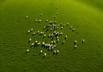 Obraz premium Sheep grazing in green field aerial view