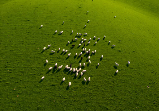Sheep grazing in green field aerial view