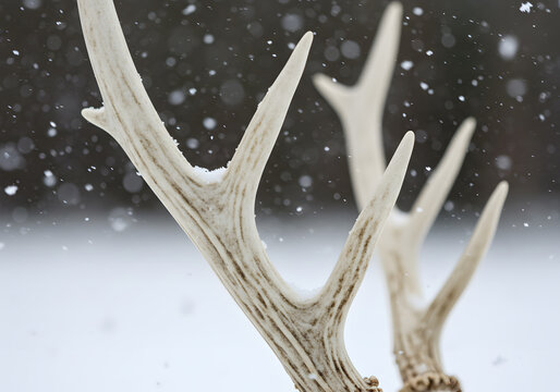 Winter deer antlers in snow