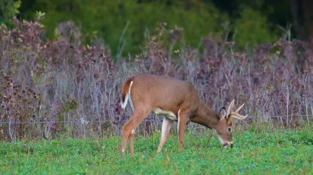 Two whitetail bucks feed together in green field