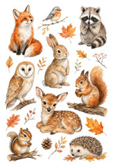 Fototapeta premium Cute watercolor woodland animals PNG transparent background clipart set